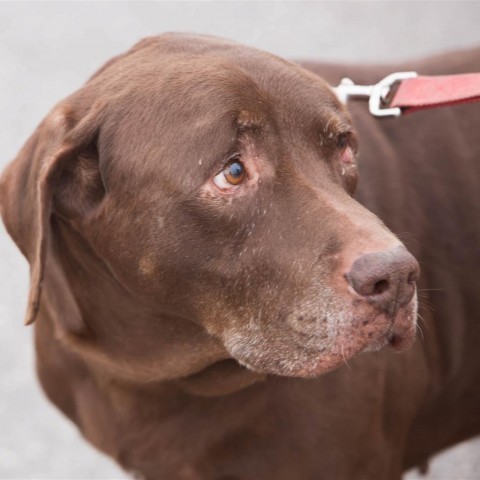 Blitz, an adoptable Chocolate Labrador Retriever in St. Peters, MO, 63376 | Photo Image 4