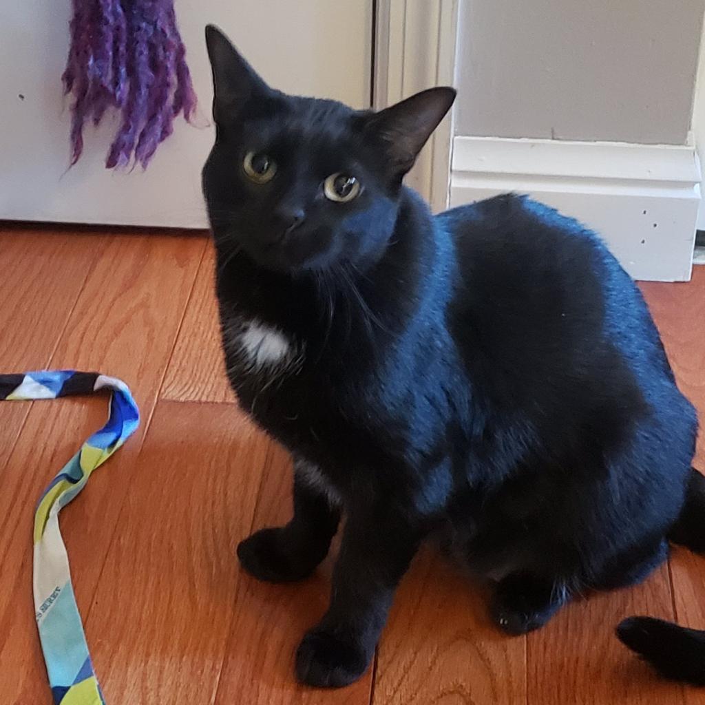 Chica, an adoptable Domestic Short Hair in St. Peters, MO, 63376 | Photo Image 1