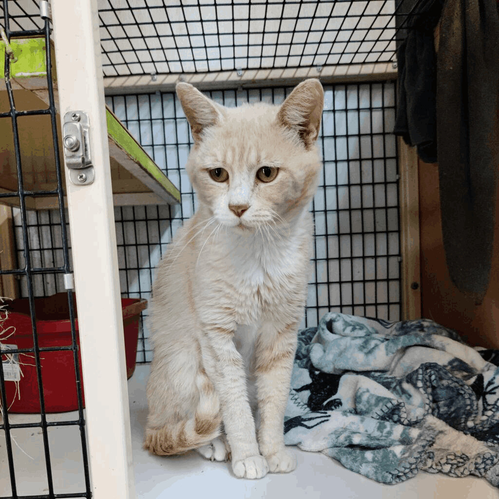 Cat for adoption - Graham Ashcraft, a Domestic Short Hair in