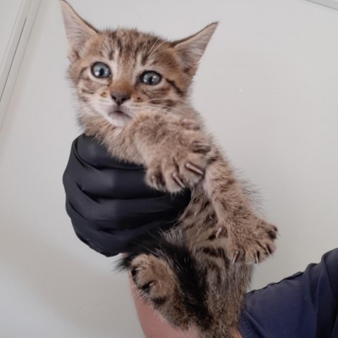 Tandy, an adoptable Domestic Short Hair in Green Cove Springs, FL, 32043 | Photo Image 1