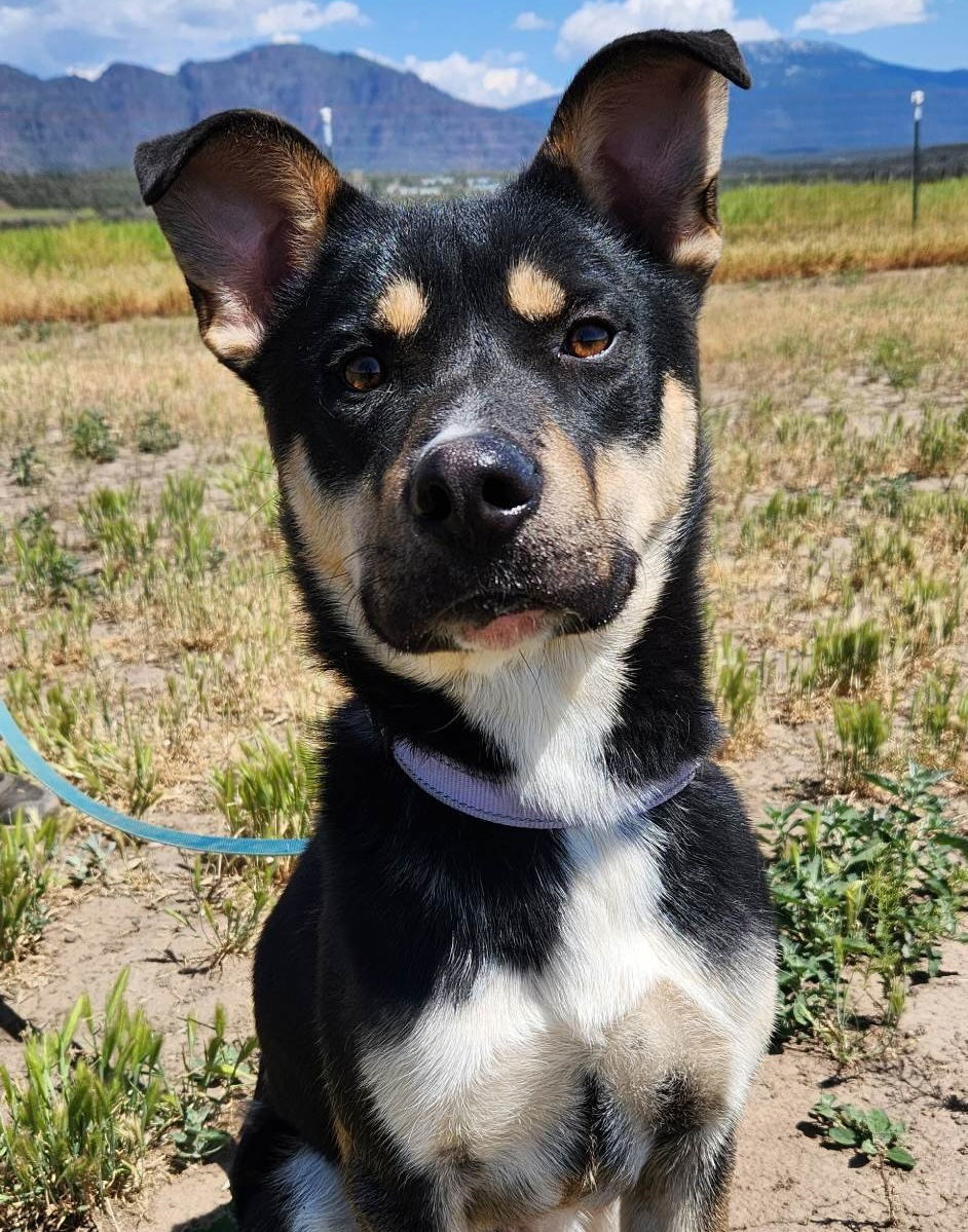 Cheezit, an adoptable German Shepherd Dog, Rottweiler in Yreka, CA, 96097 | Photo Image 1