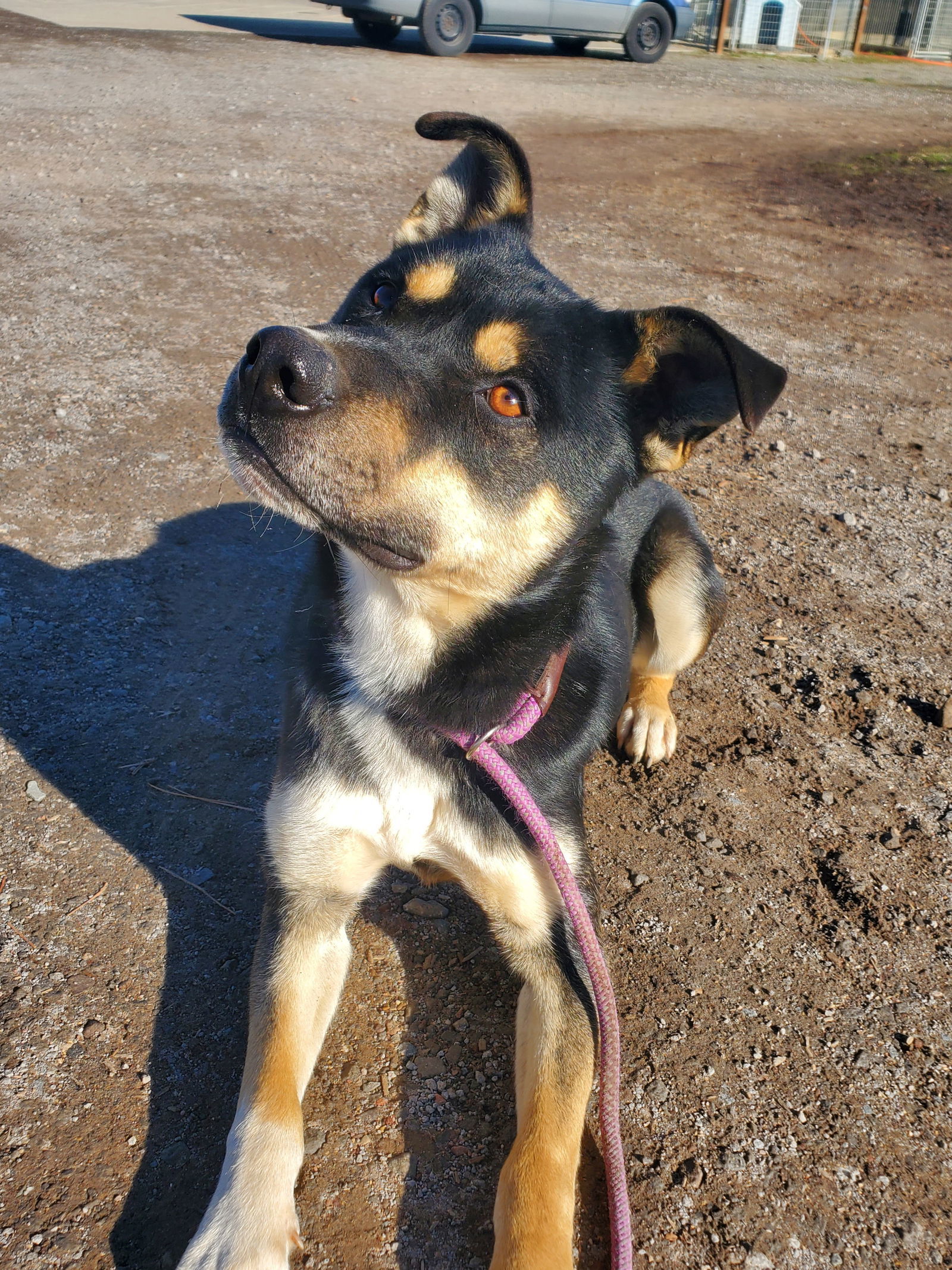 Cheezit, an adoptable German Shepherd Dog, Rottweiler in Yreka, CA, 96097 | Photo Image 1