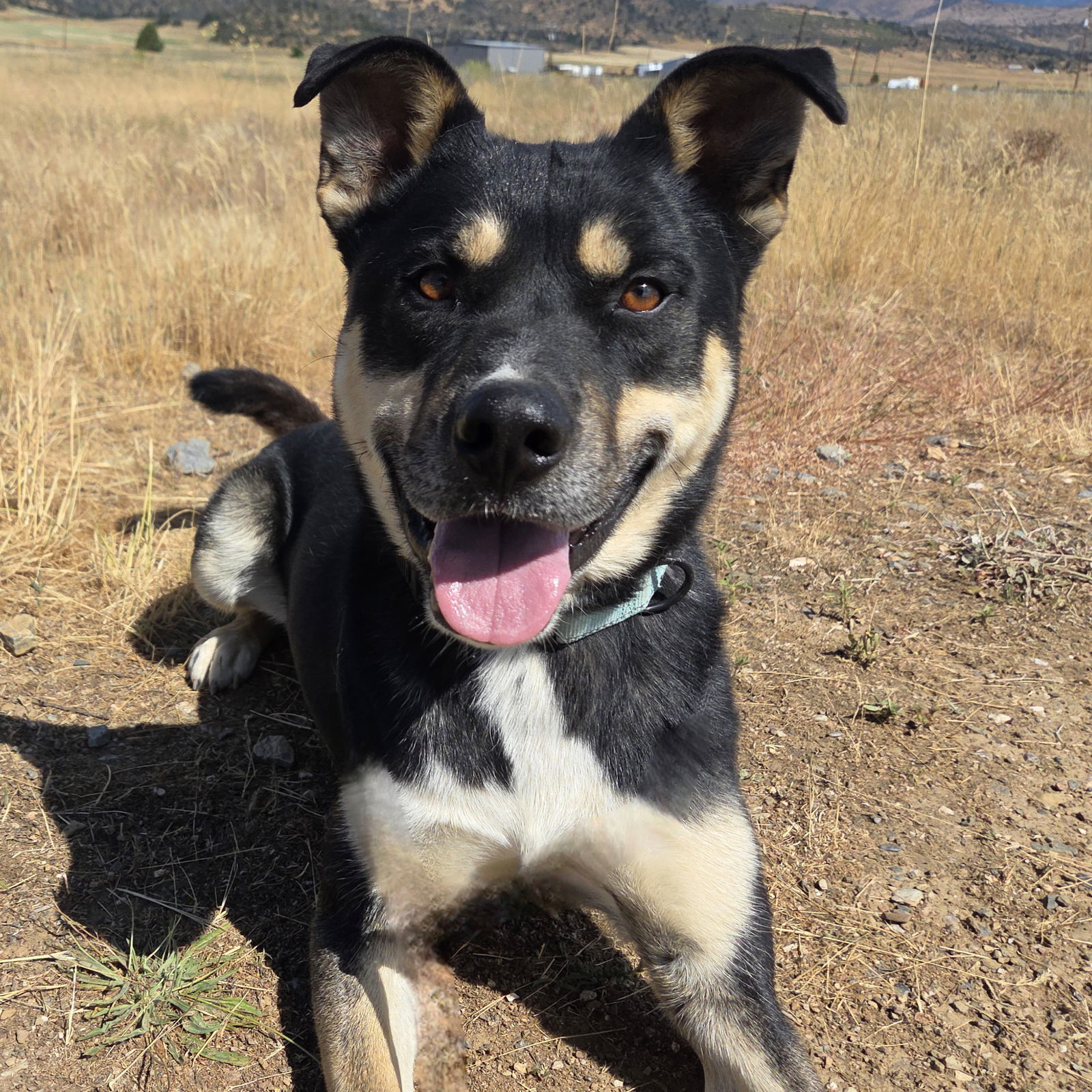 Cheezit, an adoptable Australian Kelpie, Labrador Retriever in Yreka, CA, 96097 | Photo Image 1
