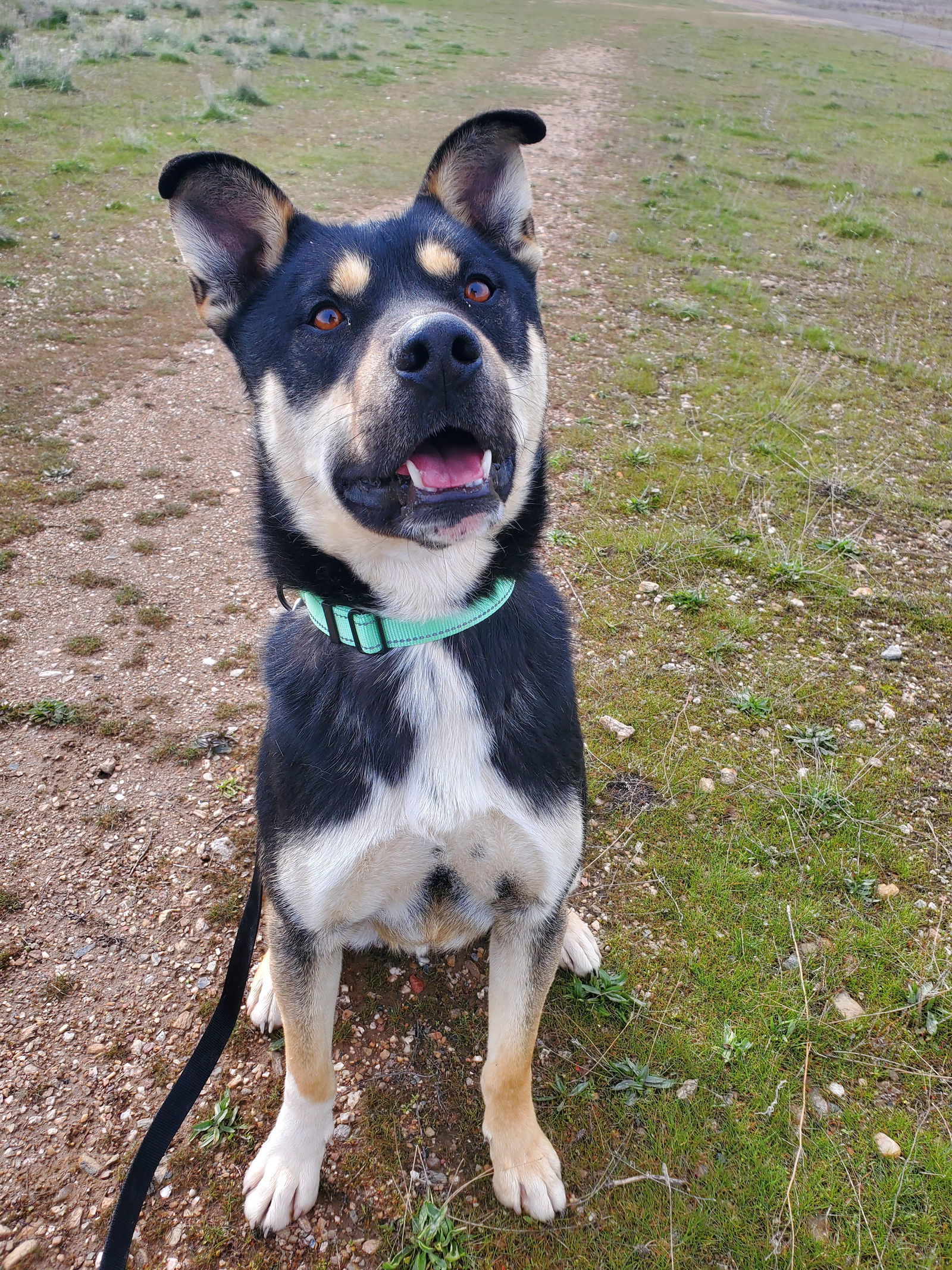 Cheezit, an adoptable German Shepherd Dog, Rottweiler in Yreka, CA, 96097 | Photo Image 2