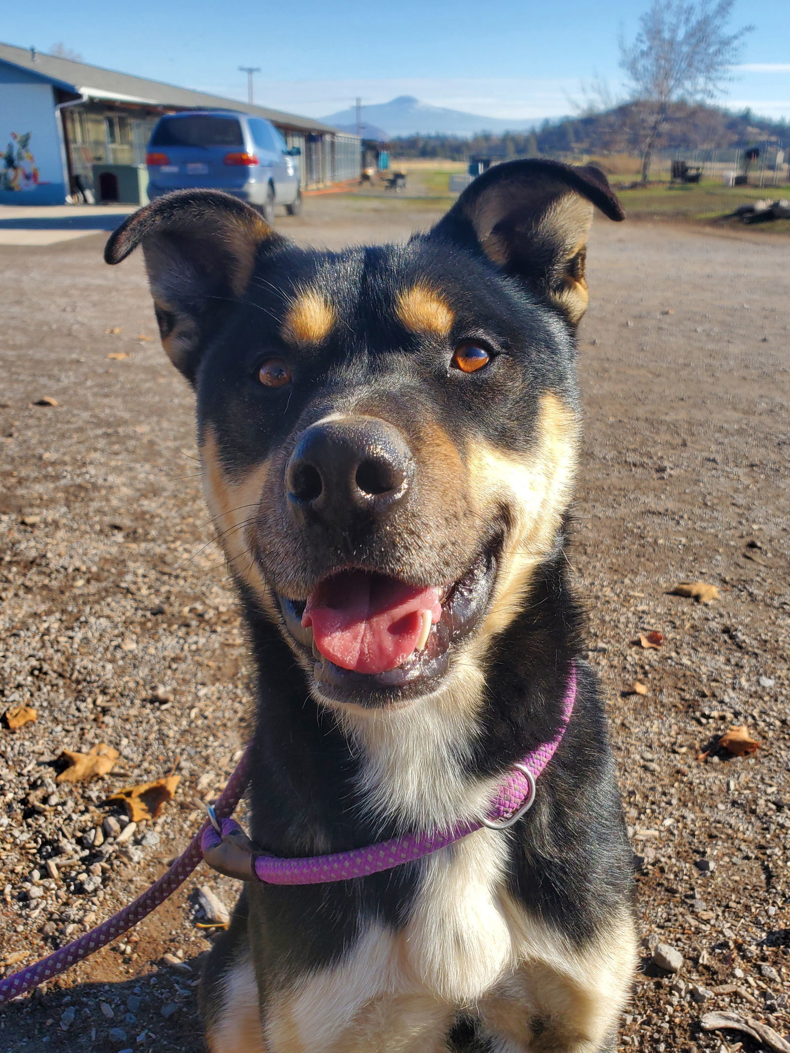 Cheezit, an adoptable German Shepherd Dog, Rottweiler in Yreka, CA, 96097 | Photo Image 2