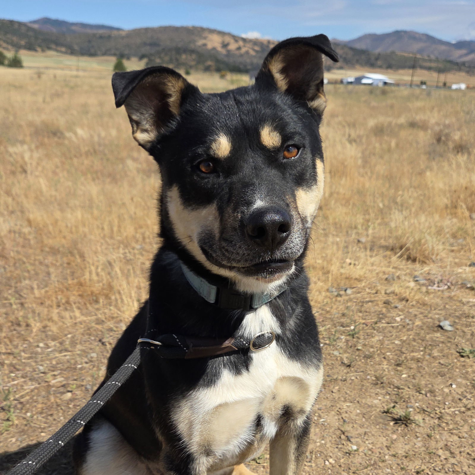 Cheezit, an adoptable Australian Kelpie, Labrador Retriever in Yreka, CA, 96097 | Photo Image 2