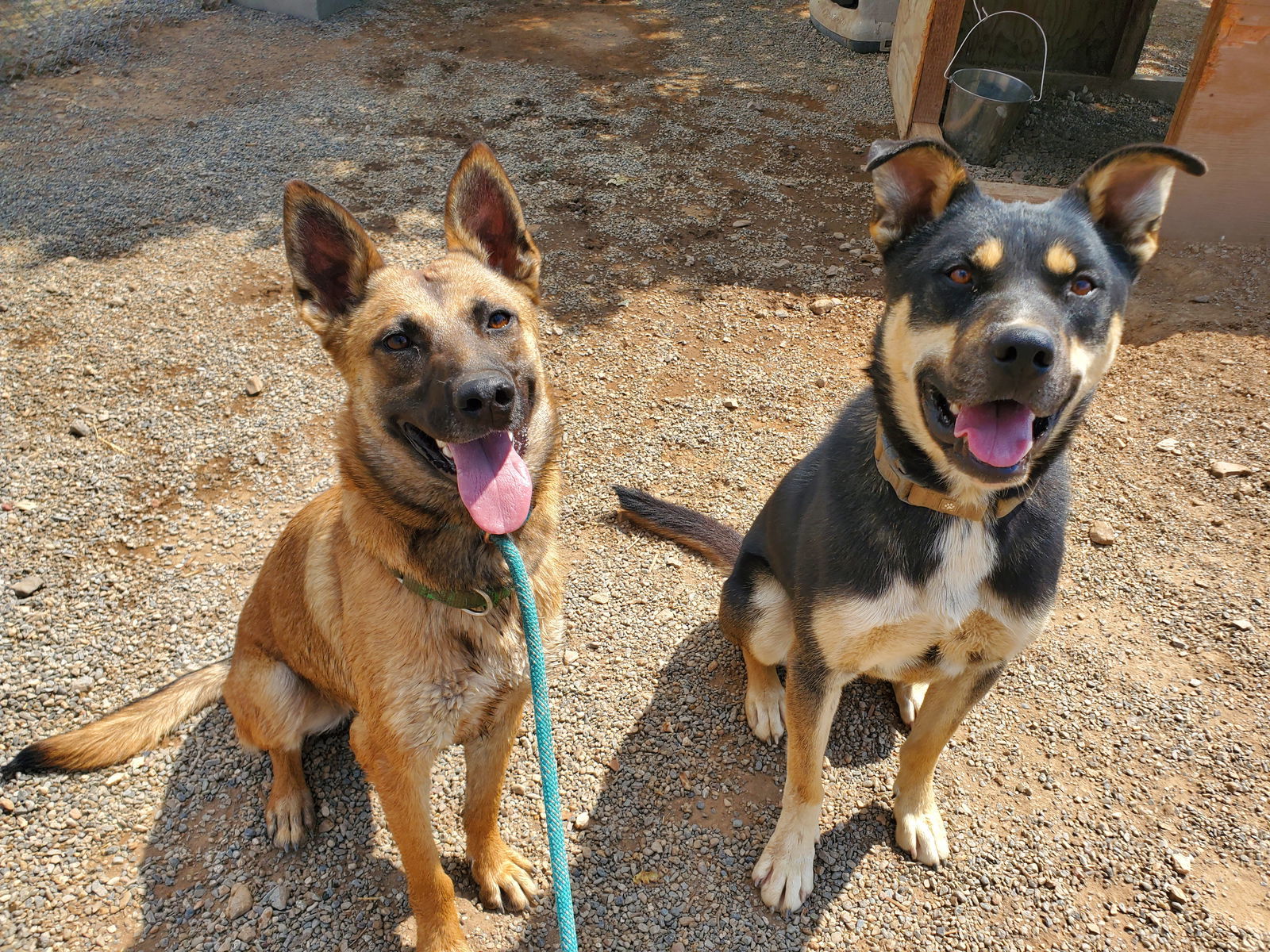 Cheezit, an adoptable German Shepherd Dog, Rottweiler in Yreka, CA, 96097 | Photo Image 3