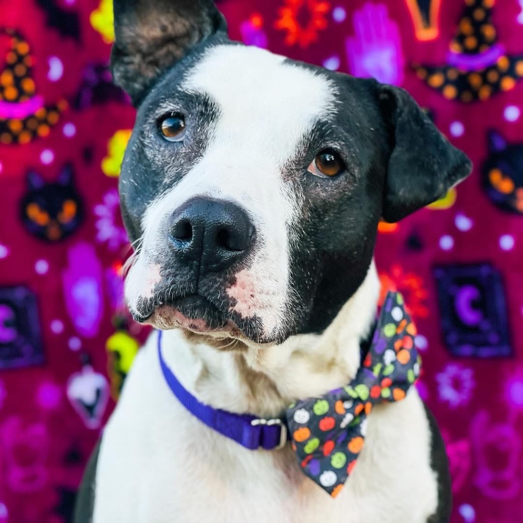 Luna, an adoptable Pit Bull Terrier in Spring Hill, KS, 66083 | Photo Image 1