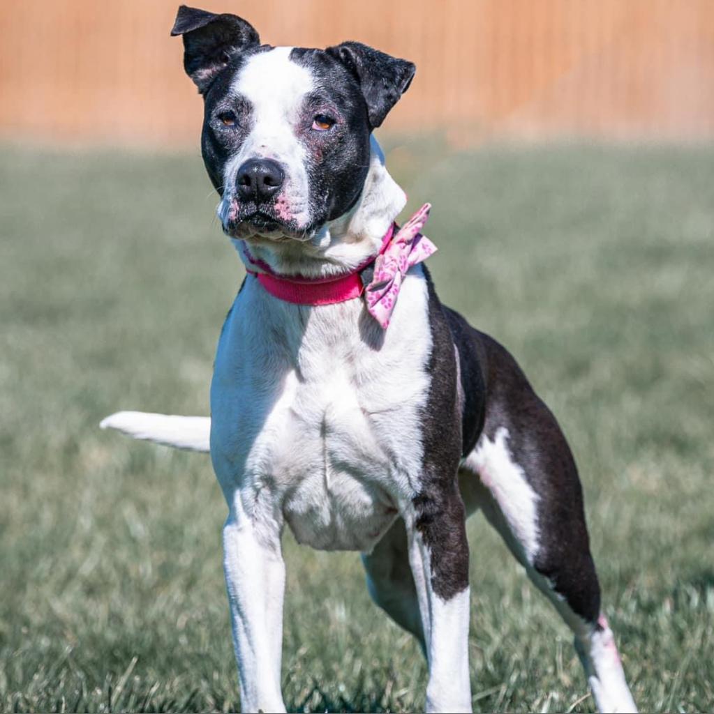 Luna, an adoptable Pit Bull Terrier in Spring Hill, KS, 66083 | Photo Image 2