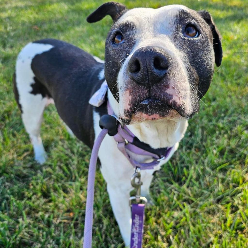Luna, an adoptable Pit Bull Terrier in Spring Hill, KS, 66083 | Photo Image 2