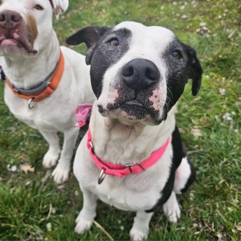 Luna, an adoptable Pit Bull Terrier in Spring Hill, KS, 66083 | Photo Image 4