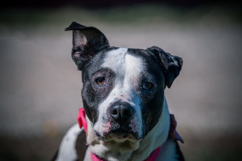 Luna, an adoptable Pit Bull Terrier in Spring Hill, KS, 66083 | Photo Image 6