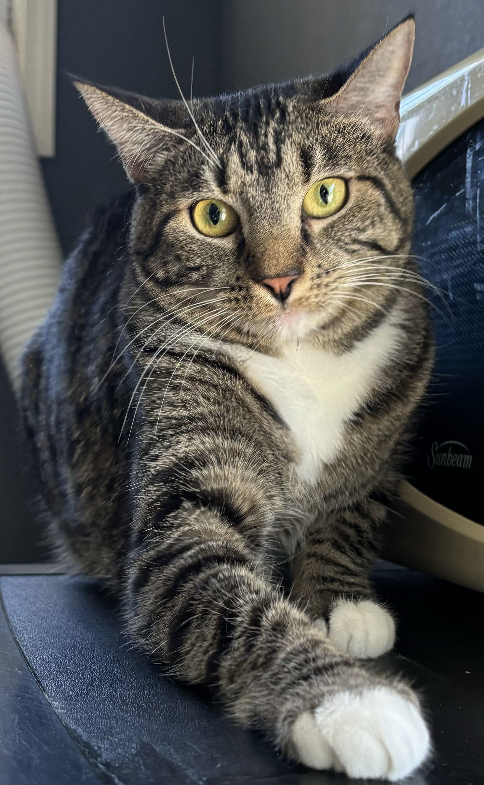 Southern Flame, an adoptable Domestic Short Hair, Tabby in Vacaville, CA, 95696 | Photo Image 1