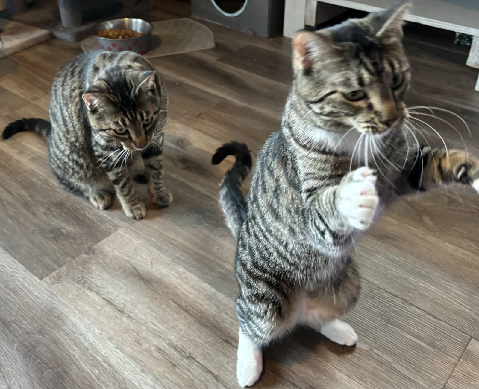 Southern Flame, an adoptable Domestic Short Hair, Tabby in Vacaville, CA, 95696 | Photo Image 2