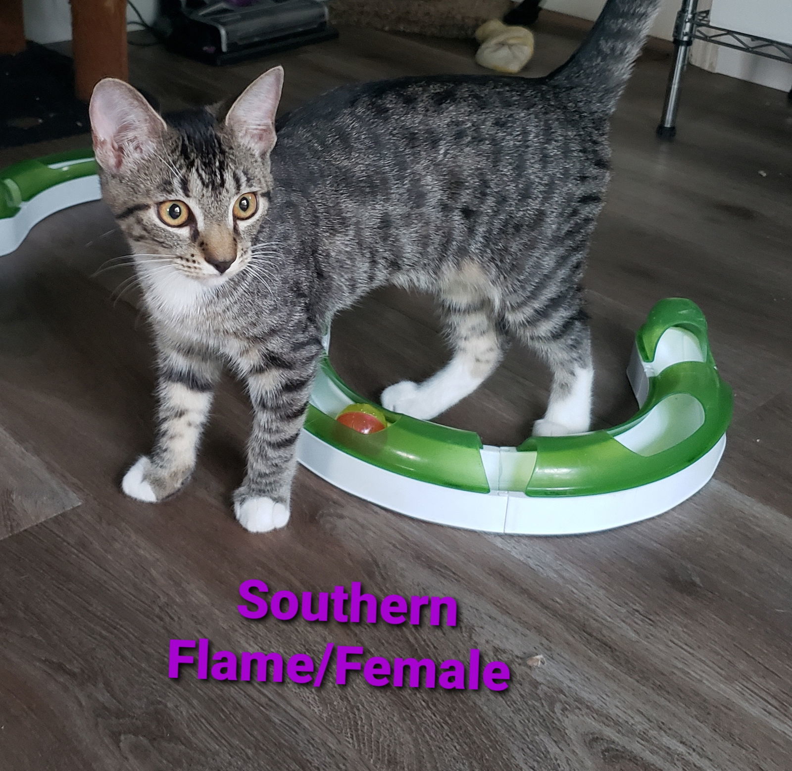 Southern Flame, an adoptable Domestic Short Hair, Tabby in Vacaville, CA, 95696 | Photo Image 3