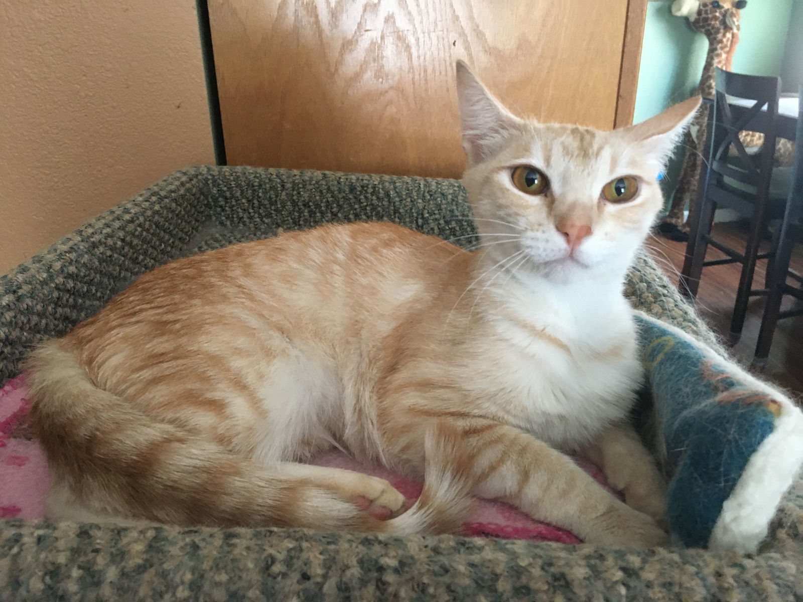Rosebud, an adoptable Tabby in Vacaville, CA, 95696 | Photo Image 1