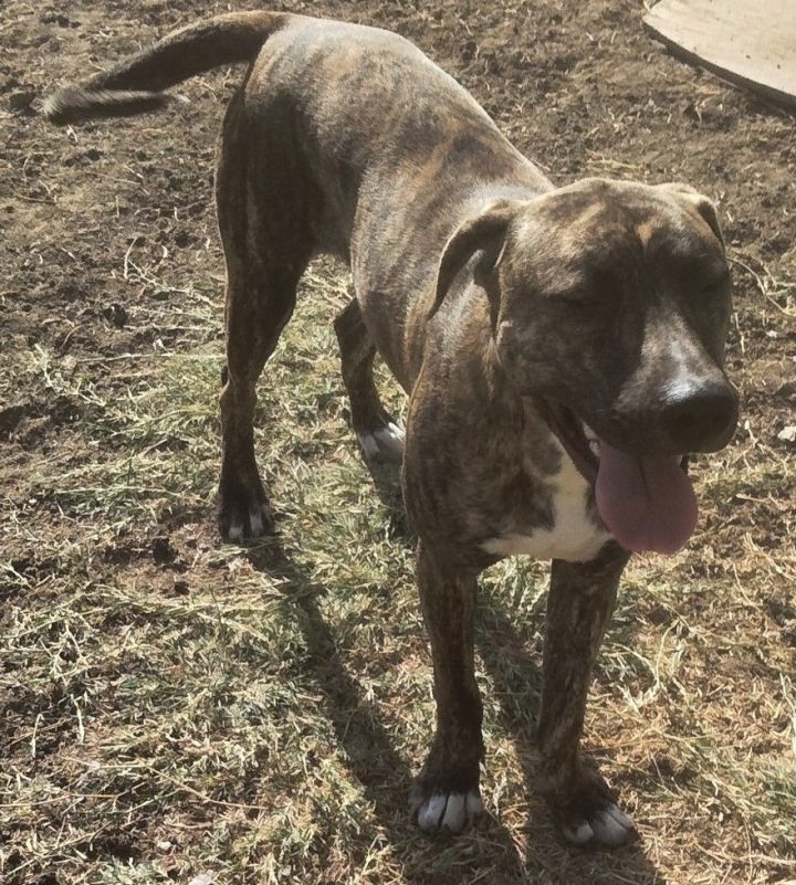 Blue heeler store and pitbull mix