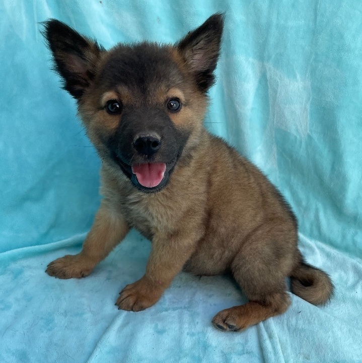 are black norwegian elkhound puppies lazy