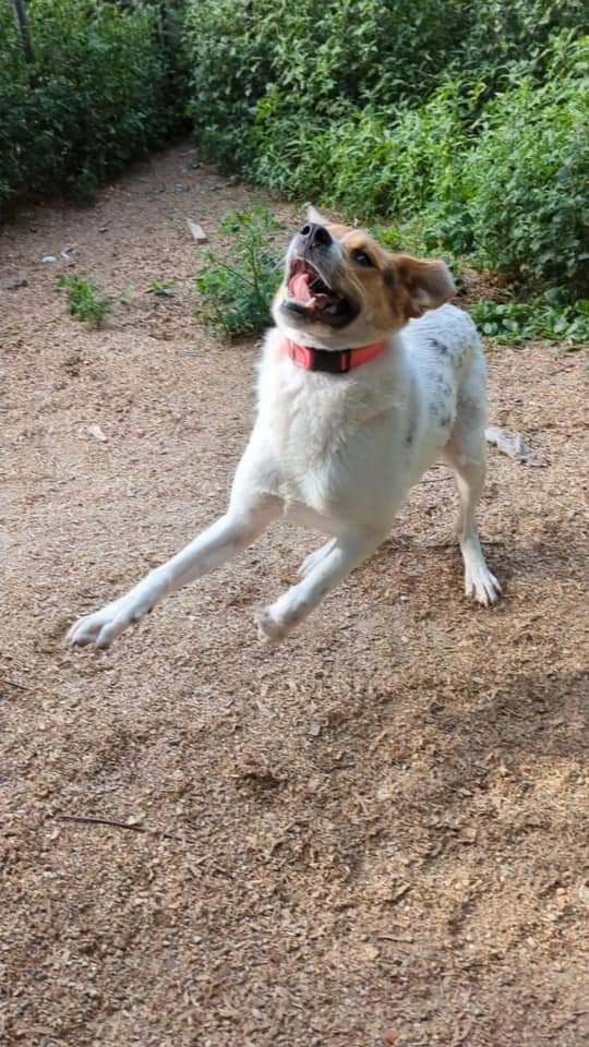 Winchester, an adoptable Collie, Hound in Greenwood, IN, 46142 | Photo Image 2