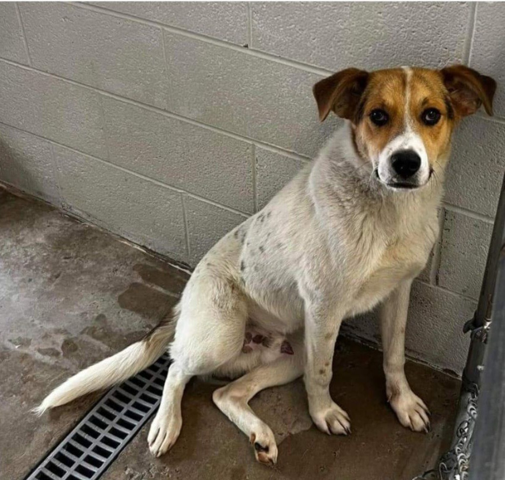 Winchester, an adoptable Collie, Hound in Greenwood, IN, 46142 | Photo Image 3