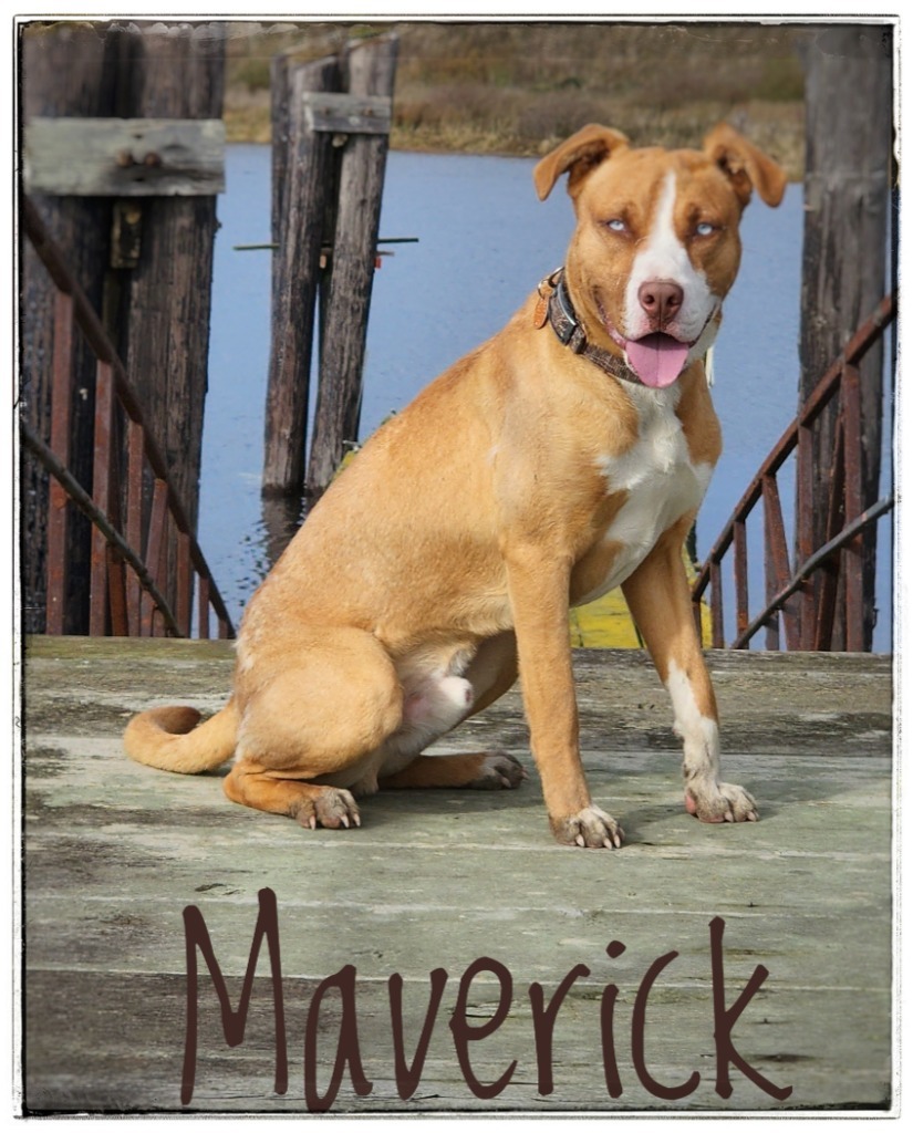 Maverick, an adoptable Hound, Labrador Retriever in Gold Beach, OR, 97444 | Photo Image 1