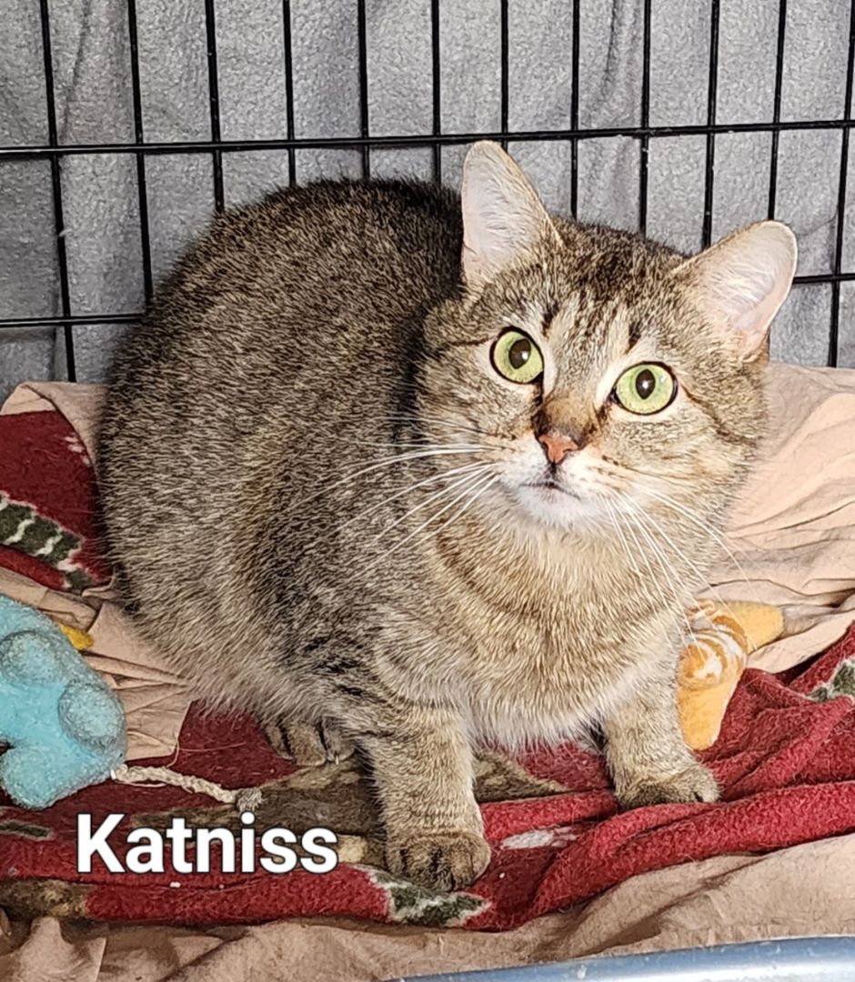 Cat for adoption Katniss, a Domestic Short Hair in Irwin, PA Petfinder