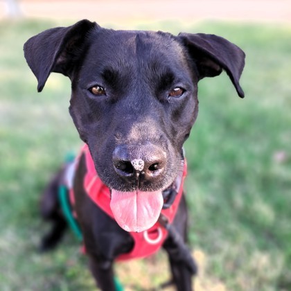 Leela, an adoptable Retriever, Mixed Breed in Seattle, WA, 98119 | Photo Image 1