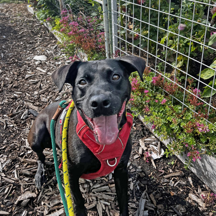 Leela, an adoptable Retriever, Mixed Breed in Seattle, WA, 98119 | Photo Image 2