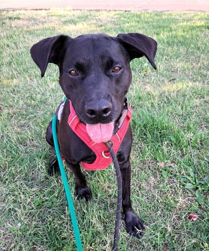 Leela, an adoptable Retriever, Mixed Breed in Seattle, WA, 98119 | Photo Image 3