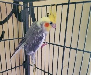 Cockatiel 5(Sparky), Adult Unknown Cockatiel