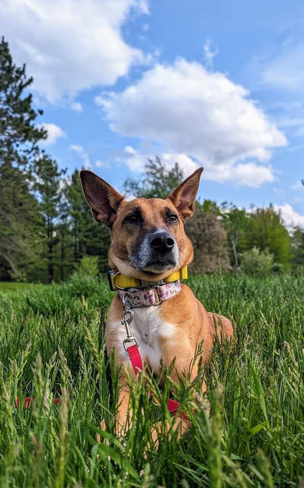 Blossom, an adoptable Shepherd in Wausau, WI, 54401 | Photo Image 1