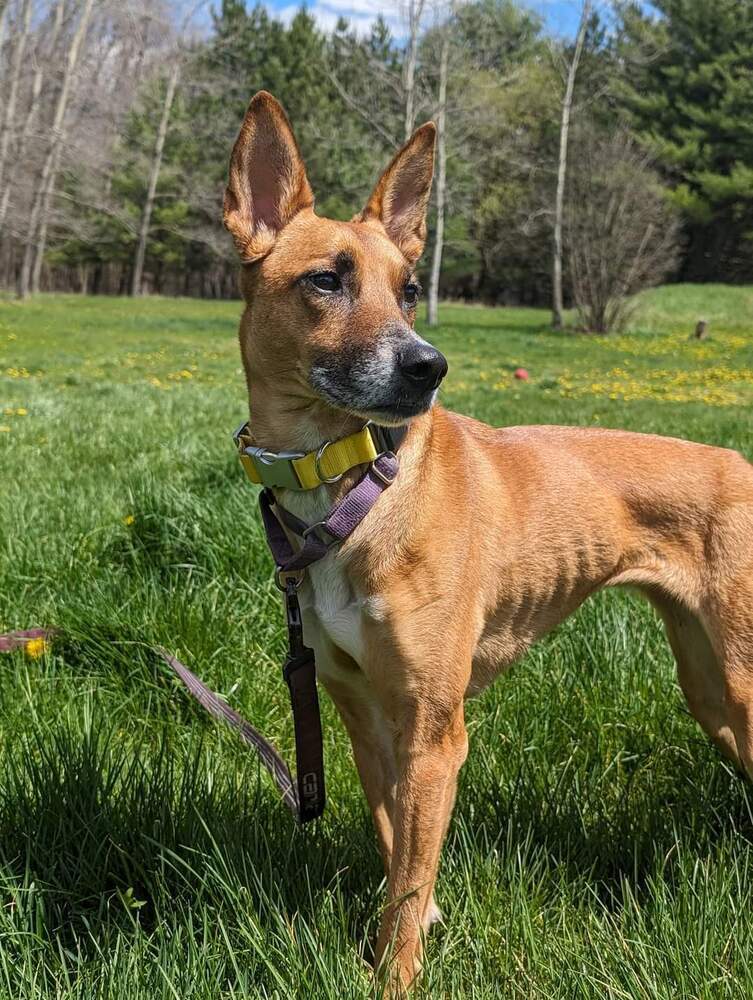 Blossom, an adoptable Shepherd in Wausau, WI, 54401 | Photo Image 3