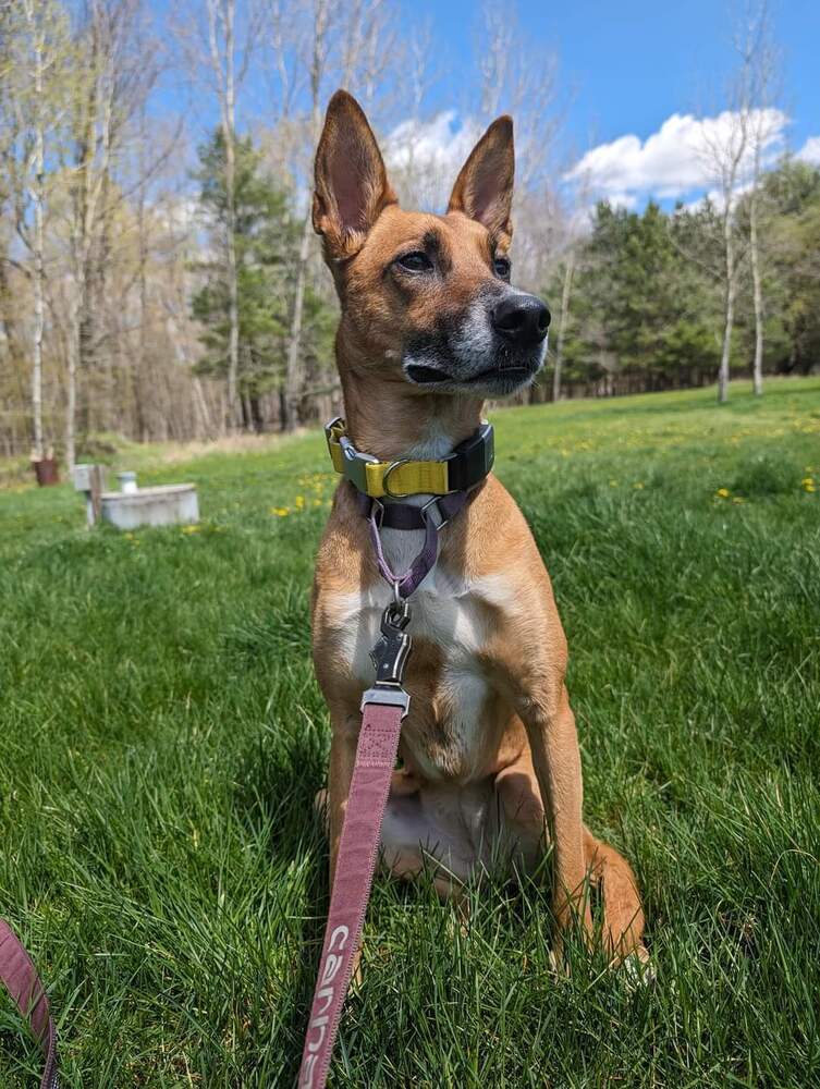 Blossom, an adoptable Shepherd in Wausau, WI, 54401 | Photo Image 4