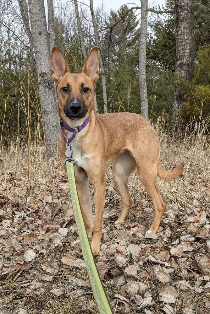 Blossom, an adoptable Shepherd in Wausau, WI, 54401 | Photo Image 5