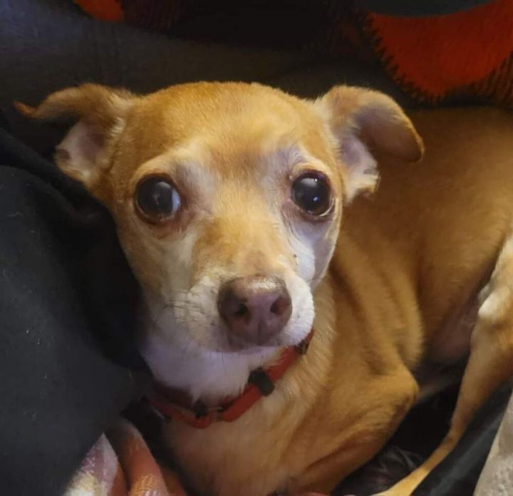 Dog for adoption - Coco (formerly Kuzco), a Chihuahua Mix in Wausau, WI ...