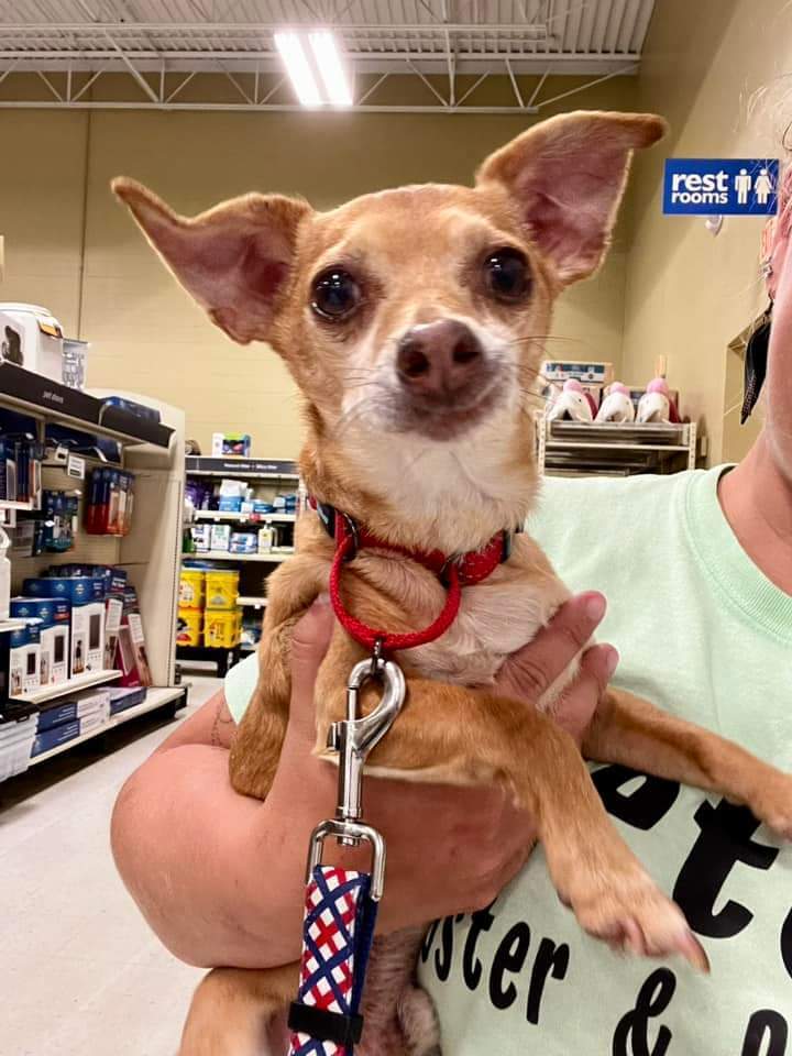 Coco (formerly Kuzco), an adoptable Chihuahua in Wausau, WI, 54401 | Photo Image 3