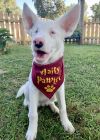 Dobby