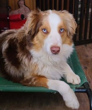 Petfinder mini 2025 australian shepherd