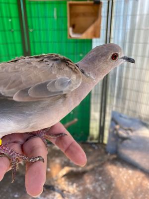 Intrepid Mackenzie is one of three Ringneck doves with Breeze  Florence who were rescued alive af