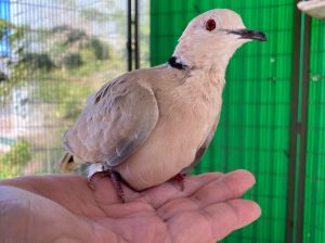 Little Florence is an enigma wrapped in a mystery They are one of three Ringneck doves who were res