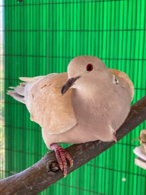 Breeze is one of three Ringneck doves who with Florence  Mackenzie were rescued alive after being