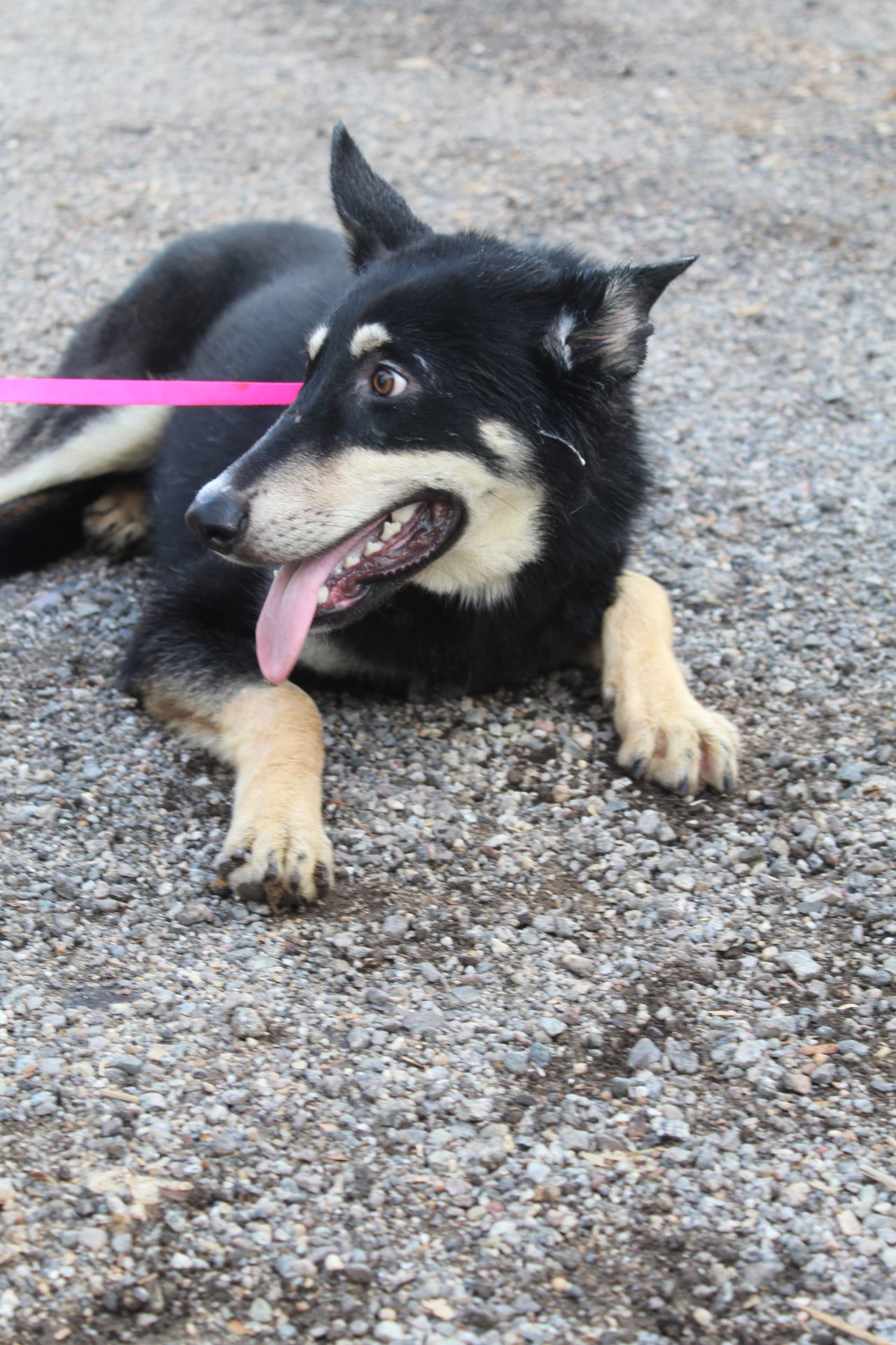 Marky, an adoptable German Shepherd Dog in El Centro, CA, 92243 | Photo Image 1