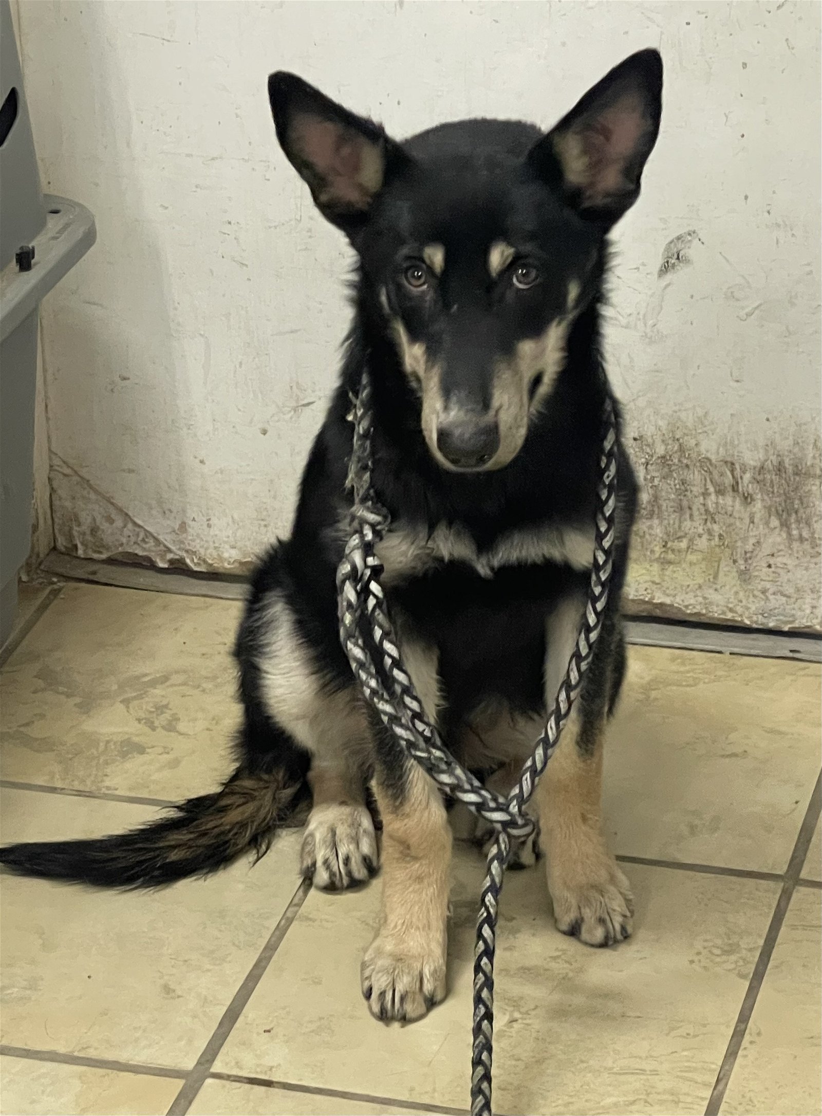 Marky, an adoptable German Shepherd Dog in El Centro, CA, 92243 | Photo Image 2