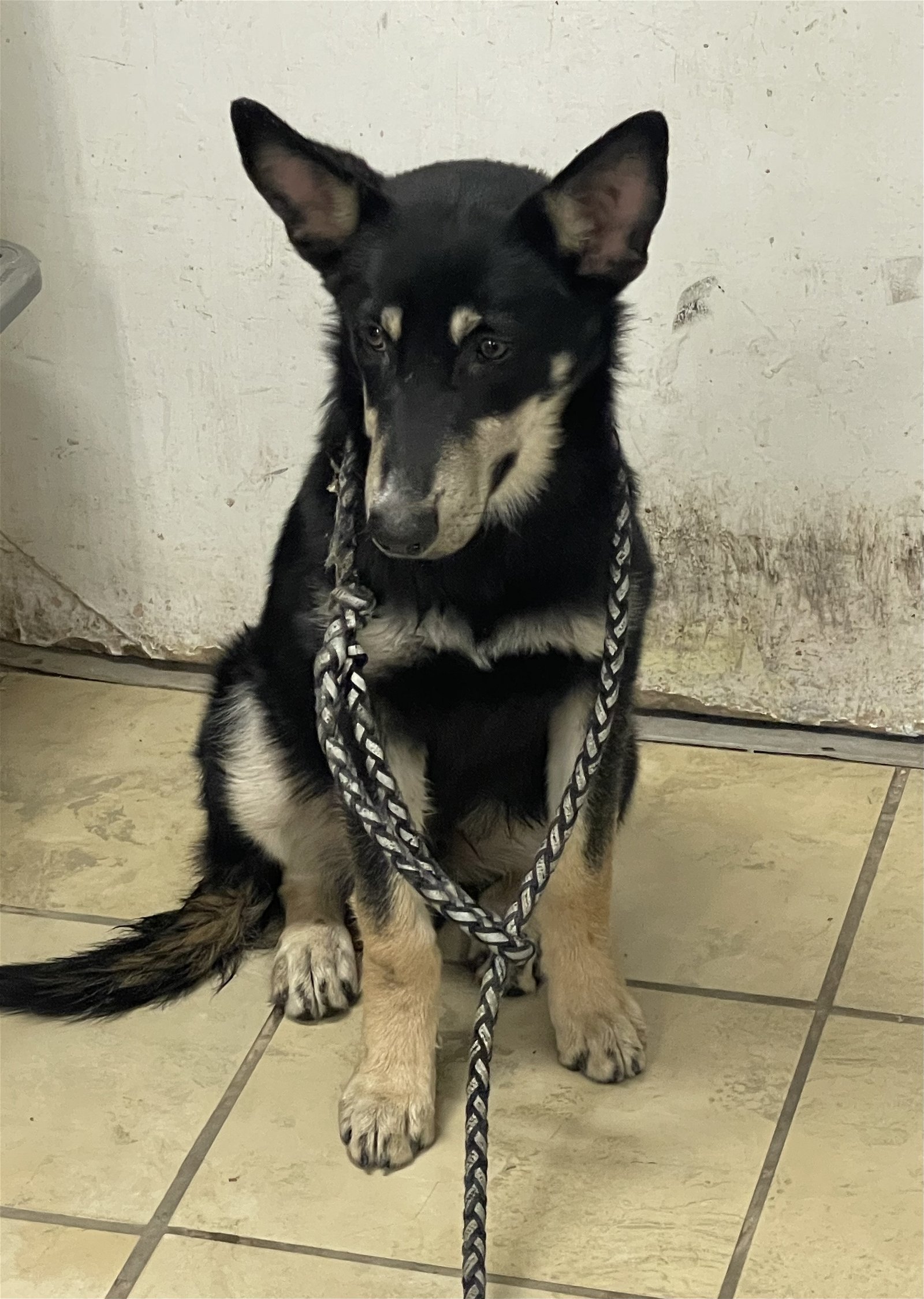 Marky, an adoptable German Shepherd Dog in El Centro, CA, 92243 | Photo Image 3