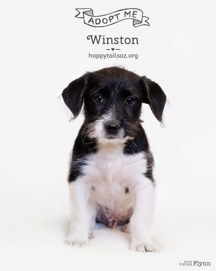 Winston 1