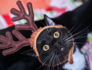 Felix