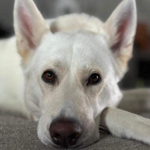 Ellie Woods, an adoptable White German Shepherd in Newton, IA, 50208 | Photo Image 1