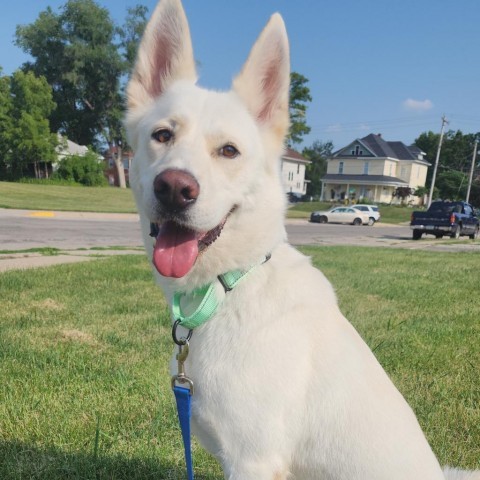 Ellie Woods, an adoptable White German Shepherd in Newton, IA, 50208 | Photo Image 2