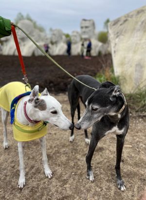 James river sale greyhounds