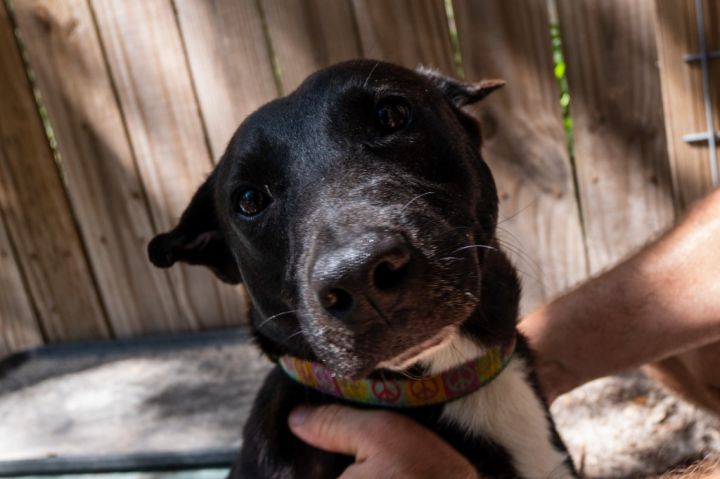 Big Al, an adoptable Labrador Retriever & Shar-Pei Mix in Fulton, TX_image-5